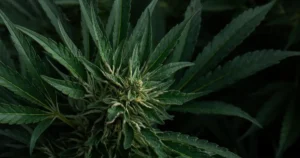 Live-Resin-Rosin-distillate-terpene-plant