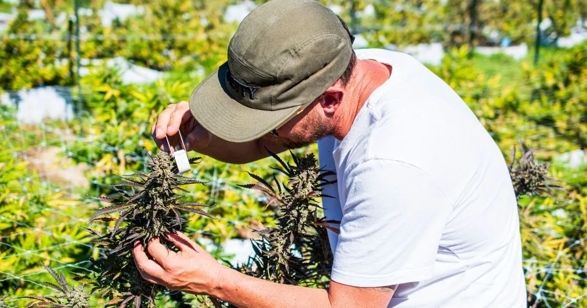 Nate-Furguson-craft-cannabis-Jetty-Extracts
